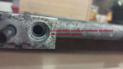 Gniazdo dolne.jpg